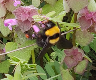 Big Bumble Bee - lots of pollen