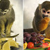 Monkeys Cured of Color Blindness