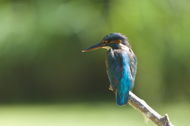 Common Kingfisher छोटा किलकिला, राम चिरैया, शरीफन, निता मछराला  (Alcedo atthis)