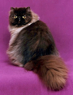 chocolate persian cat kitten pussy mace macka kat kass katze gato con kissa pets Haustiere huisdieren animaux de compagnie kucni ljubimci augintiniai