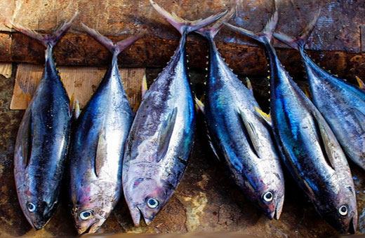 Ikan Tuna