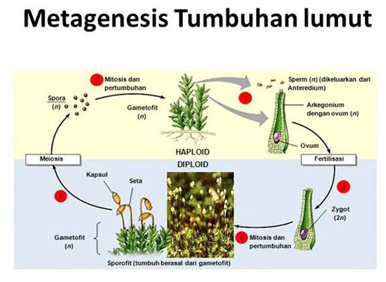 Metagenesis Tumbuhan Paku Lumut Berbiji Dan Hewan Ubur