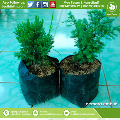 Jual Bibit Tanaman Cemara Embun, tanaman hias, Bibit Bunga, cemara embun, bibit cemara, cemara murah