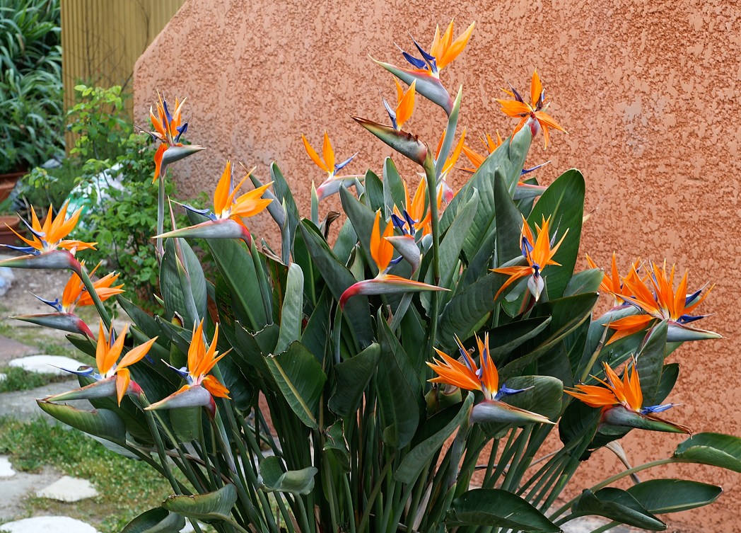 Planta Strelitzia reginae «Ave del paraiso» flor pájaro