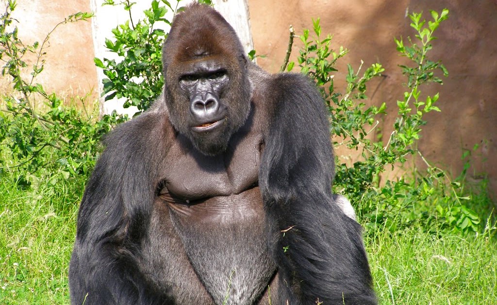  Gorila  Dunia Binatang 