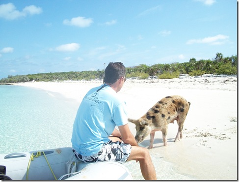 pigs on beach 008