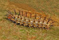 Phalanta phalantha larva