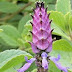 Plectranthus ornatus withers in Luxembourg