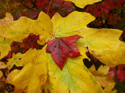 Big Leaf Maple (Acer macrophyllum) leaf with smaller Vine Maple leaf, red (Acer circinatum)
