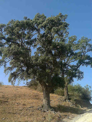 Bosques Comestibles del Mediterraneo