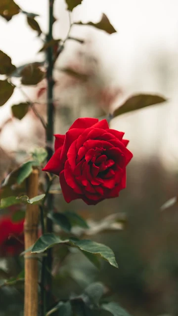 Beautiful Red Rose Flower Wallpaper