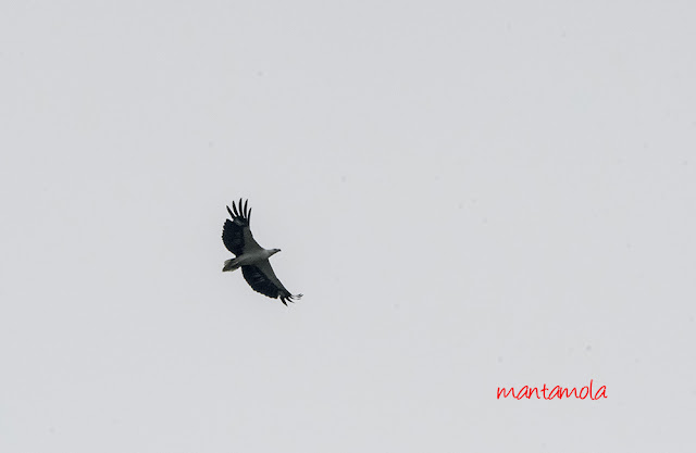 White-bellied Sea Eagle