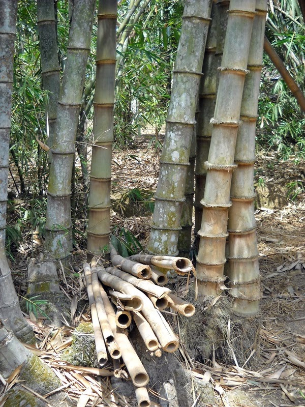 Manfaat Bambu Betung  Agro Budidaya