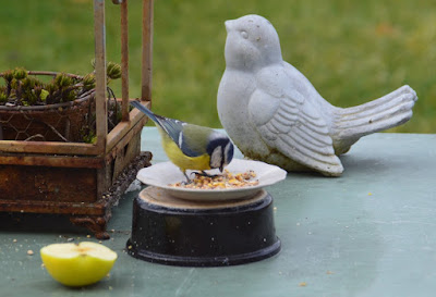 oiseau du jardin