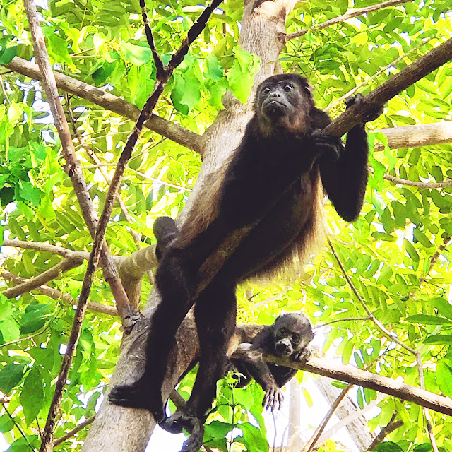 nosara costa rica with kids