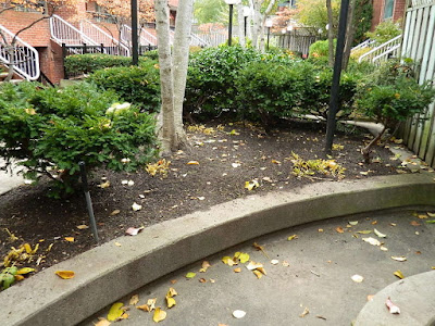 Garden District Courtyard Toronto Fall Cleanup After by Paul Jung Gardening Services--a Toronto Gardening Services Company