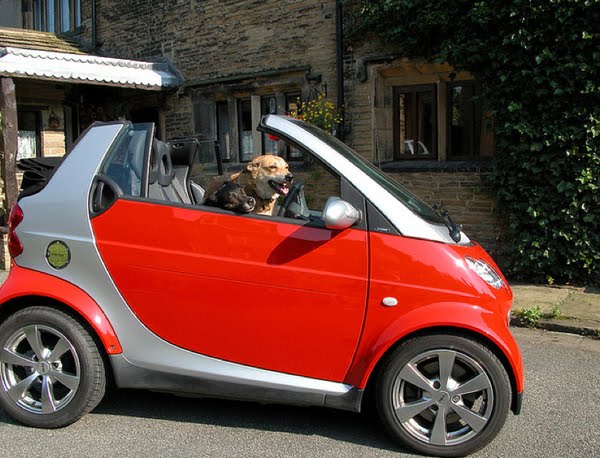 funny dogs, funny dog pictures, dog driving car, dog pictures, awesome dog drives car, cool dogs drive cars