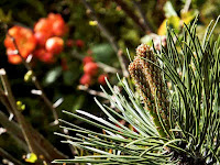 Mountain pine Pinus mugo garden сад tree дерево plant цветок flower растение grow выращивание vegetable огород многолетние fruit seeds grass семена berry growing landscaping трава planting gardening perennial посадка cultivation shrub фрукт ягода куст озеленение многолетник овощеводство cадоводство