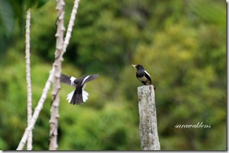 Oriental_magpie_robin