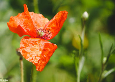 orange flower photo by mbgphoto