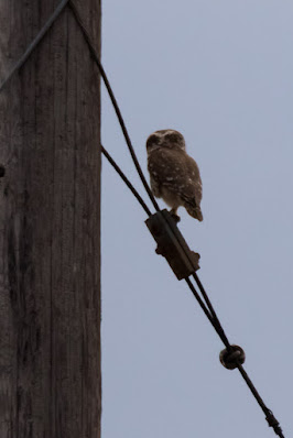 Little-Owl-perching