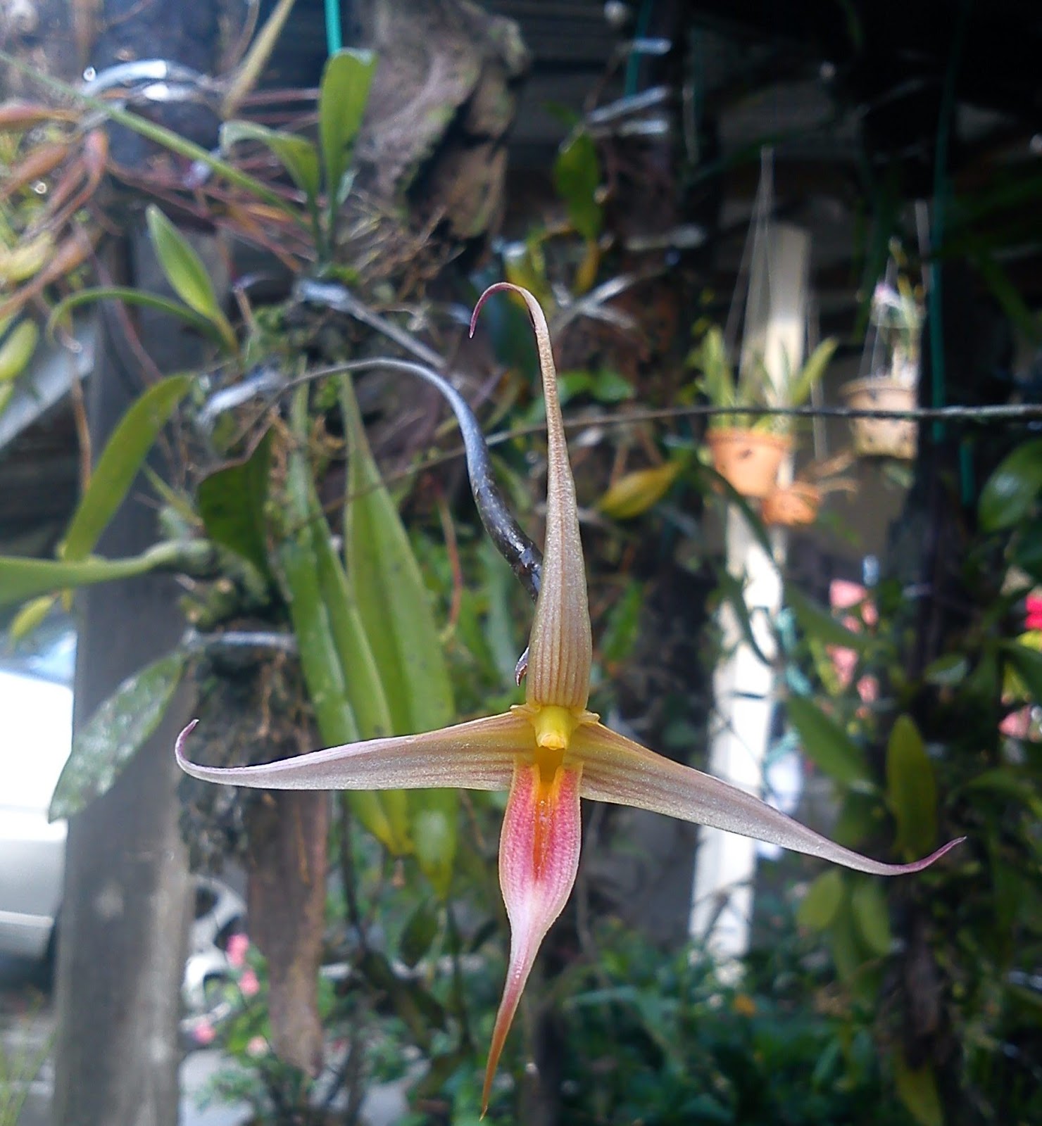 MillFa Wild Orchid: Bulbophyllum macrochilum