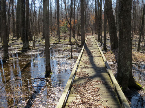 Sterling Marsh boardwalk, North Country Trail