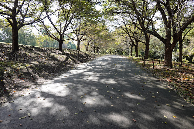 鳥取県西伯郡南部町鶴田　とっとり花回廊　桜の広場