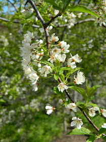 Prunus americana American Plum spring flowers in a Riverdale ecological garden by garden muses-not another Toronto gardening blog