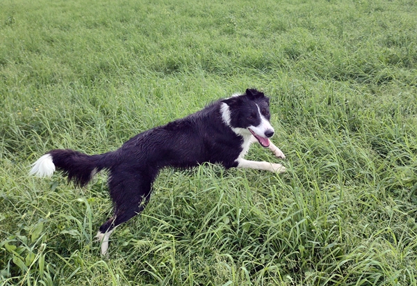 border collie