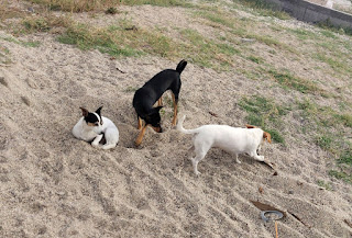 The puppies having fun in the sand