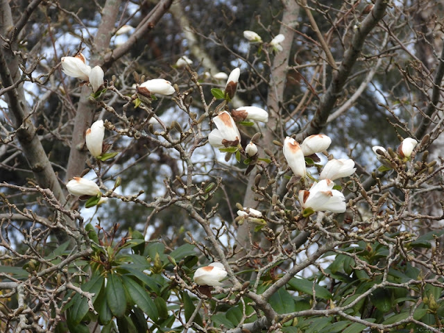 Magnolian är ett säkert vårtecken.