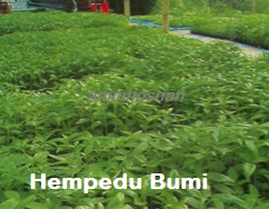 Anim Agro Technology: HERBA - HEMPEDU BUMI (Part 1)