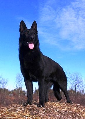 Big German Shepherds: Pure Black German Shepherd