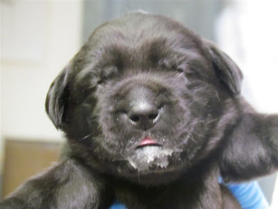 black Lab puppy with milk on her mouth