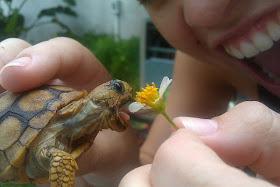 funny animal pictures, tortoise eats flower