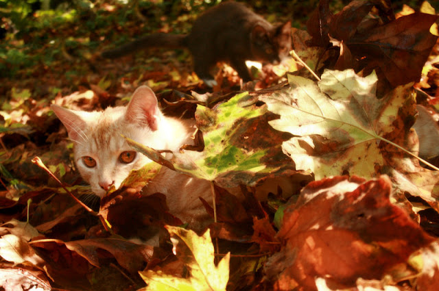 Autumn Kittens5