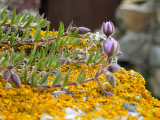 Plants in the ruined fort on Dalkey Island.