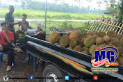 Warga Buka Stand Durian Lokal Di Penutupan TMMD Jember