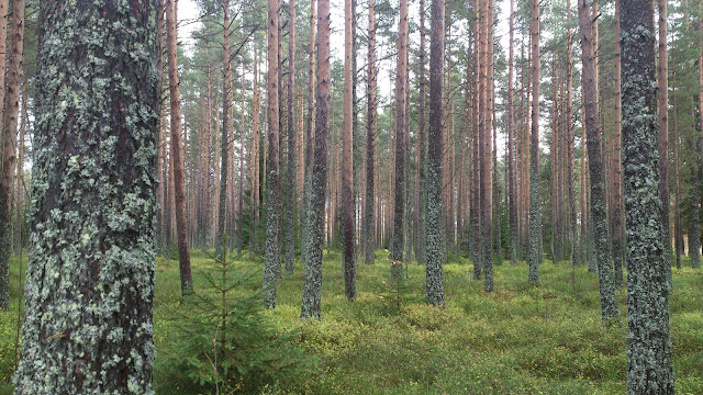 trees funeral