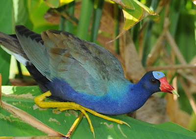 Purple Gallinule (Porphyrula americana)