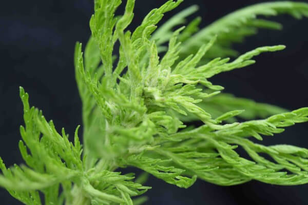 Pengobatan Kanker dengan tanaman herbal 98% Terbukti ampuh