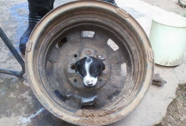 Cristalina Notícias - Filhote de cachorro fica preso em roda de carro