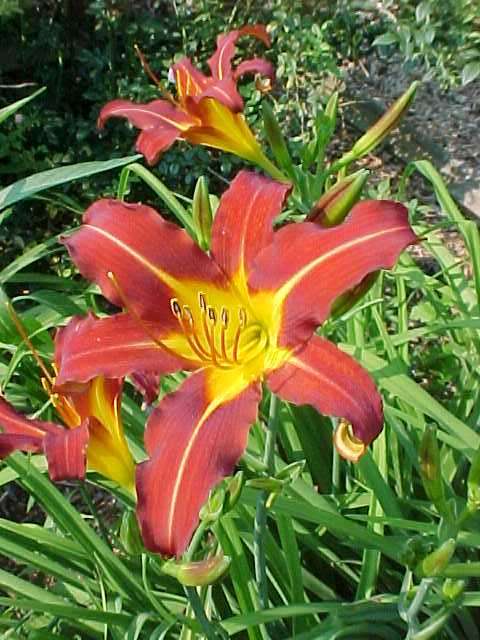 Autumn Red Daylily5
