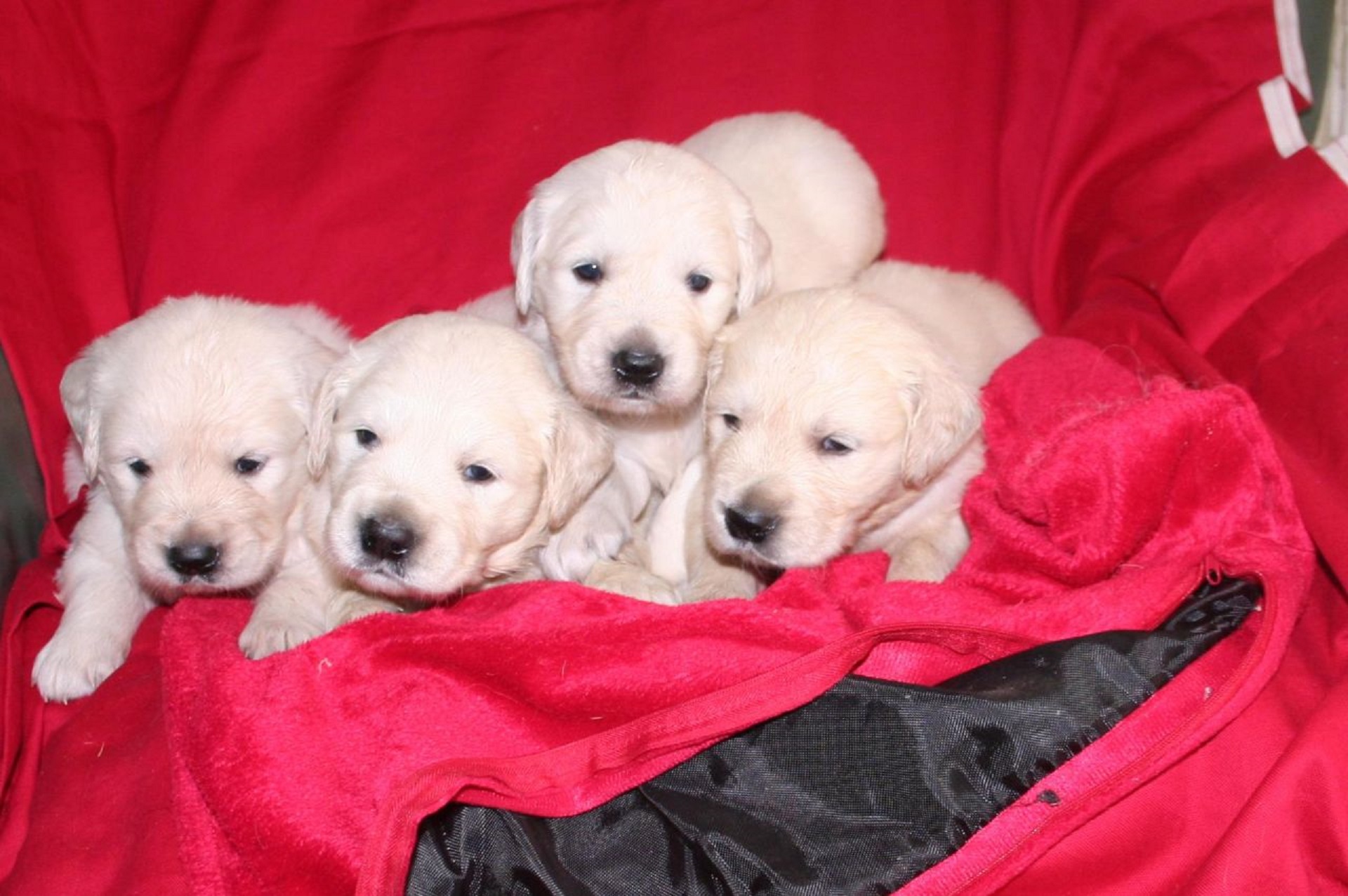 Kuwait Dogs And Puppies For Sale Happy Golden Retriever Kc Registered Ready To Go In Kuwait
