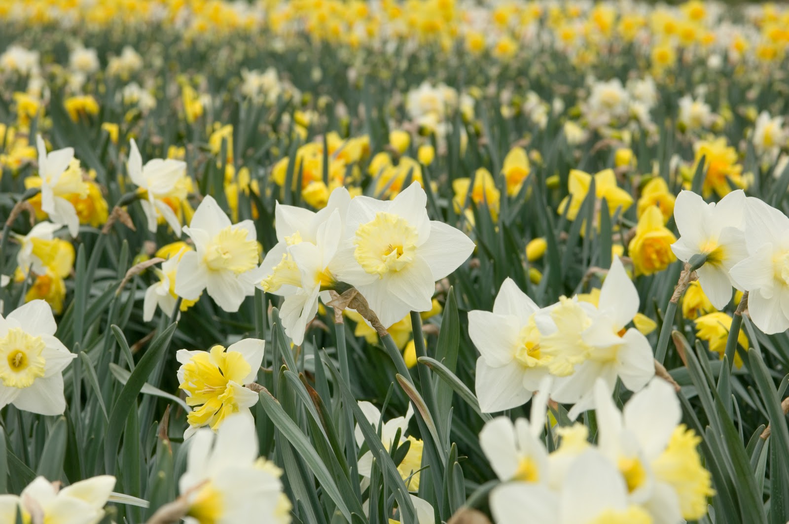 Enchanting Daffodil Field HD Wallpaper ~ The Wallpaper Database