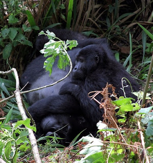 Gorilla Tracking Tour In Uganda