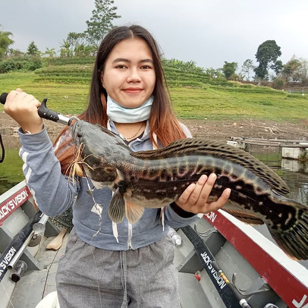 Ikan Toman Jatiluhur Vs Lady Angler Cantik Jawa Barat