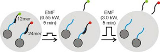 nanoparticles carry different drug payloads