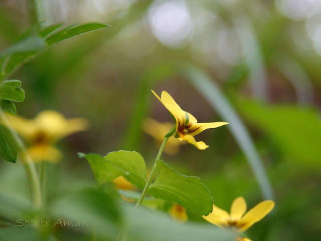 Viola biflora